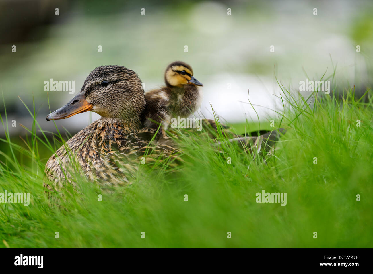 Ideal, voller Liebe Beziehung zwischen Mutter und Sohn oder Tochter. Stockente (Anas platyrhynchos) baby Entlein sitzen auf der Rückseite seines/ Stockfoto