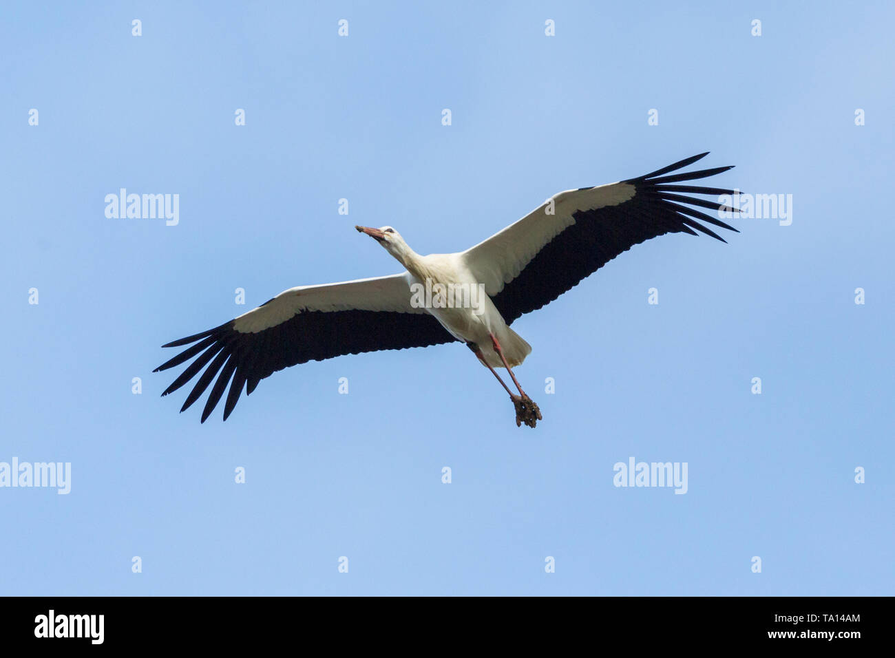 Weißstorch (Ciconia ciconia) im Flug, Flügeln, blauer Himmel isoliert Stockfoto