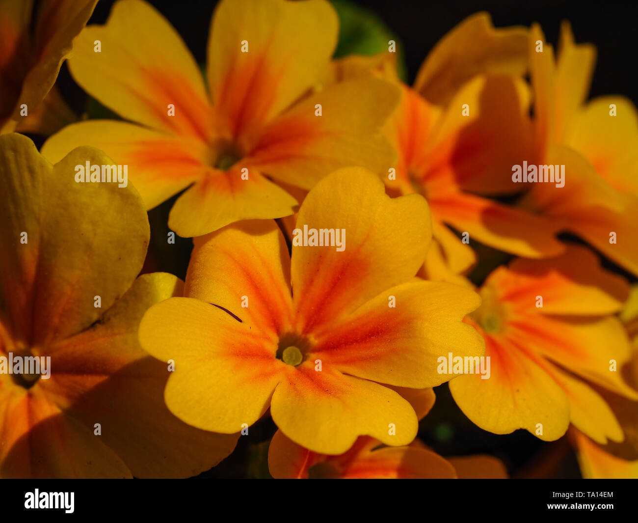 Leuchtend gelb und orange Primula Blumen closeup Stockfoto
