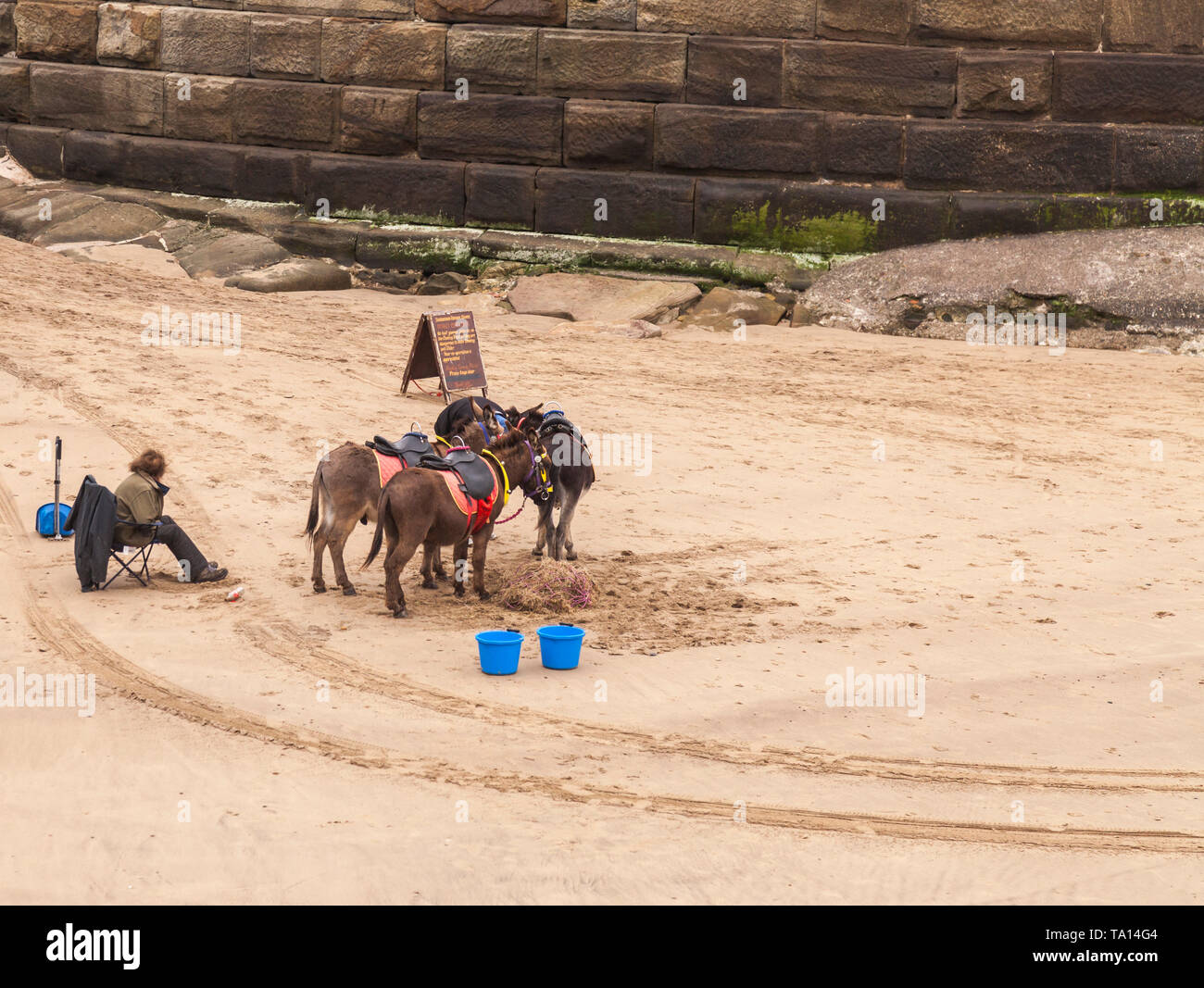 Esel standen am Strand von Whitby, North Yorkshire, England, Großbritannien warten auf Kunden Stockfoto