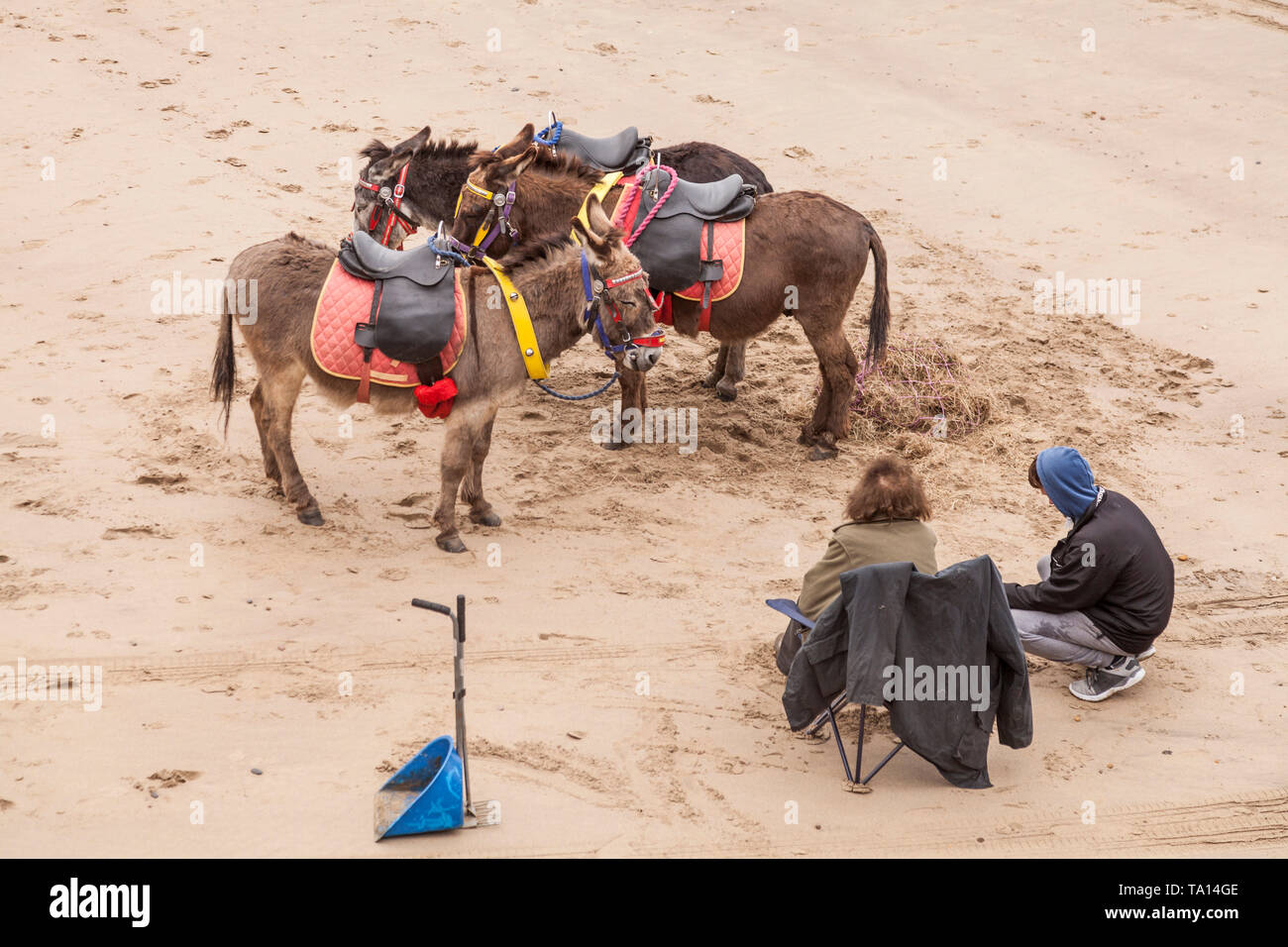 Esel standen am Strand von Whitby, North Yorkshire, England, Großbritannien warten auf Kunden Stockfoto
