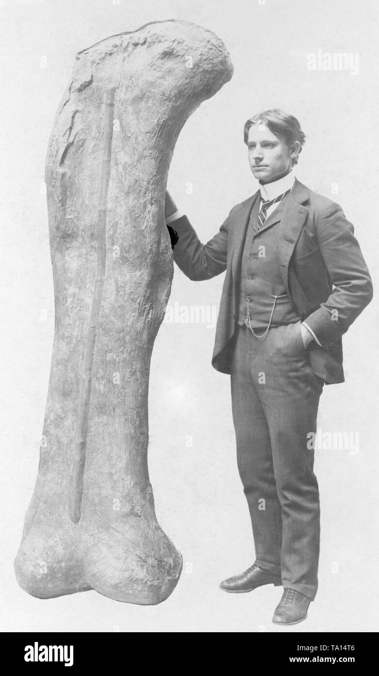 Dieses Foto zeigt den versteinerten Oberschenkelknochen eines Camarasaurus das war ein Pflanzenfresser, mit einem Mann neben sich. Stockfoto