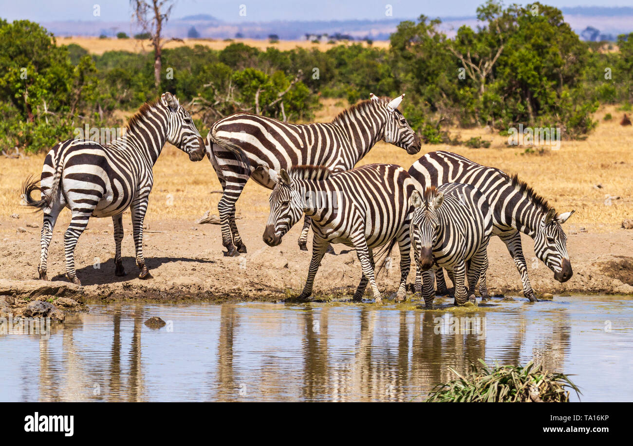 Ebenen Zebra, fünf, Equus quagga, trinken sie Wasser am Wasserloch, schwarz-weißen Streifenmuster. Ol Pejeta Conservancy, Kenia, Afrika. Reflexion im Wasser Stockfoto