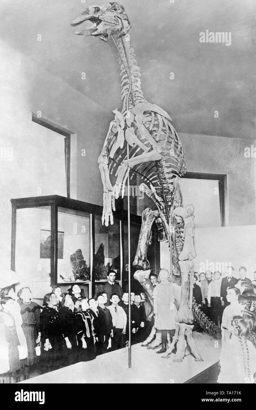 Dieses Foto zeigt das Skelett einer Duck-billed Dinosaurier, Hadrosaur. Das Skelett wurde in Wyoming gefunden. Stockfoto