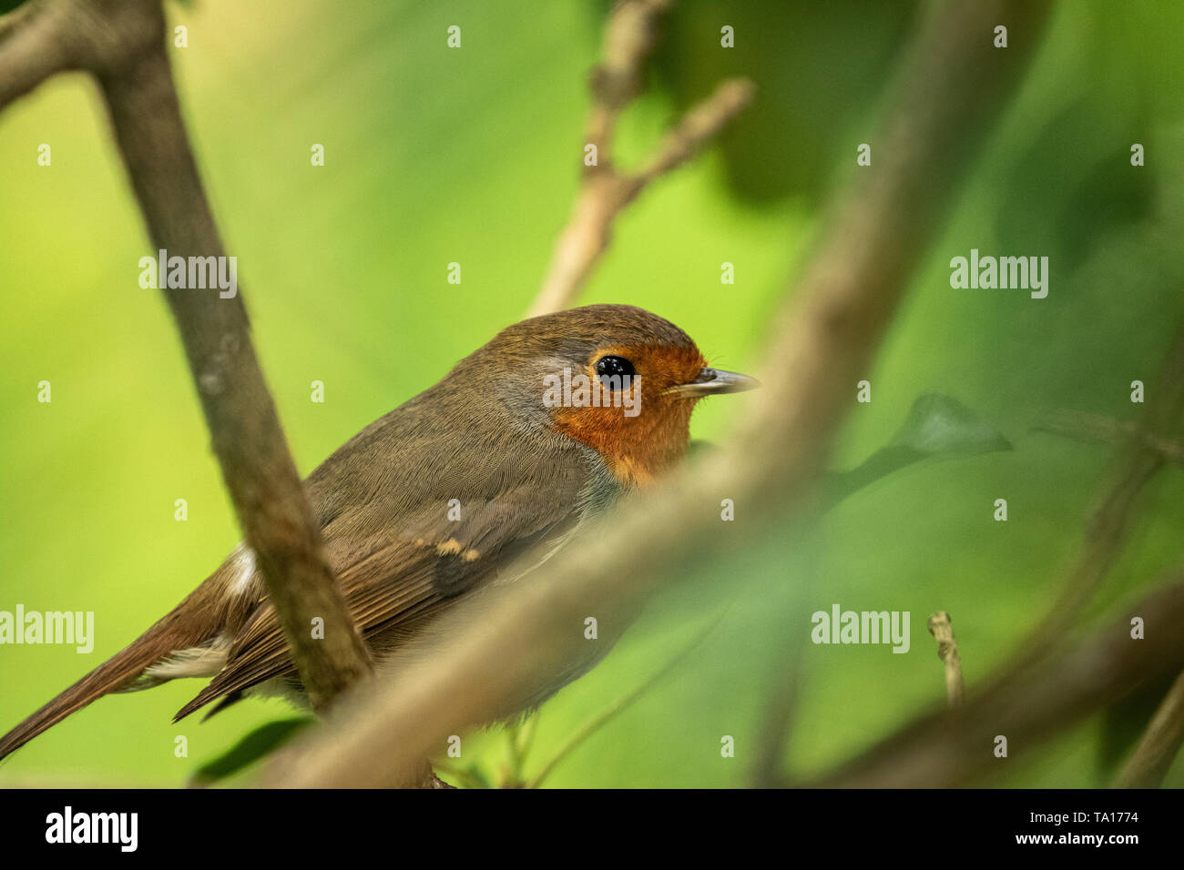 Robin versucht, in der Nähe von Lawnswood, Dudley, West Midlands, UK zu verstecken. Stockfoto