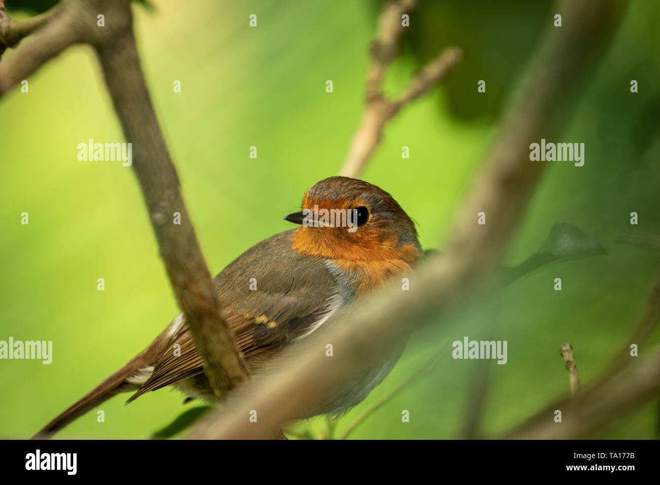 Robin versucht, in der Nähe von Lawnswood, Dudley, West Midlands, UK zu verstecken. Stockfoto