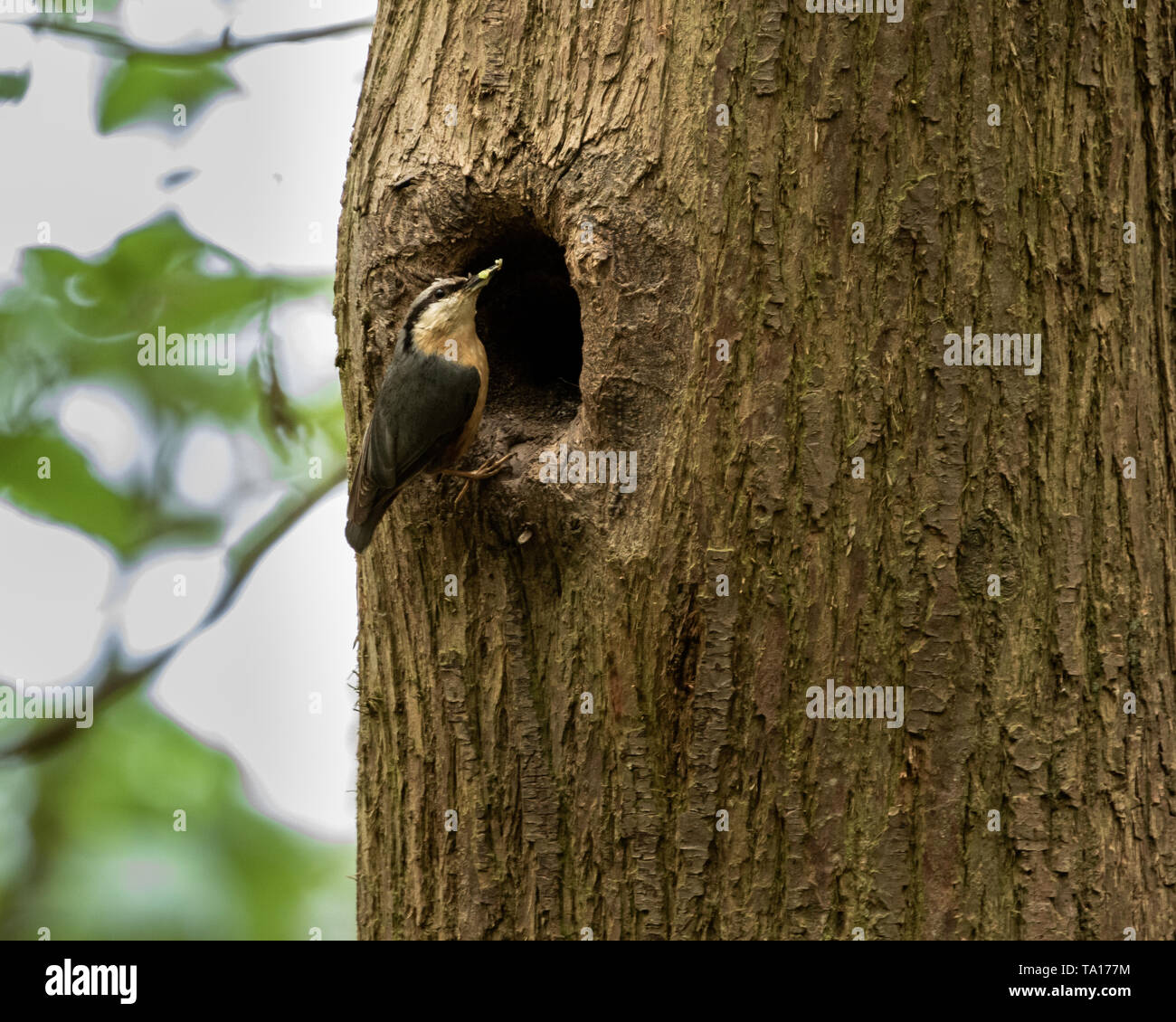 Kleiber füttern Junge im Nest in der Nähe von Lawnswood, West Midlands, UK. Stockfoto