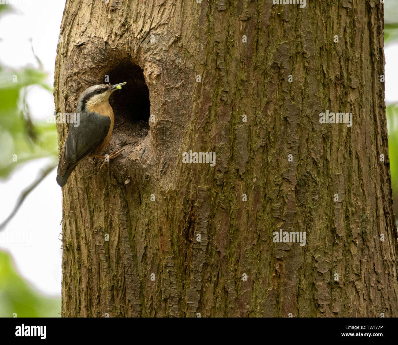 Kleiber füttern Junge im Nest in der Nähe von Lawnswood, West Midlands, UK. Stockfoto