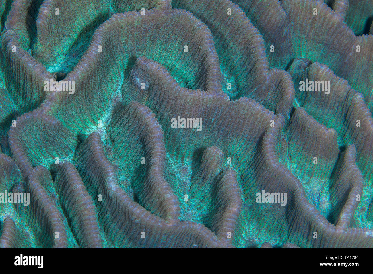 Schließen Sie herauf Bild der brain Coral (Platygyra?) mit fluoreszierenden Markierungen. Stockfoto