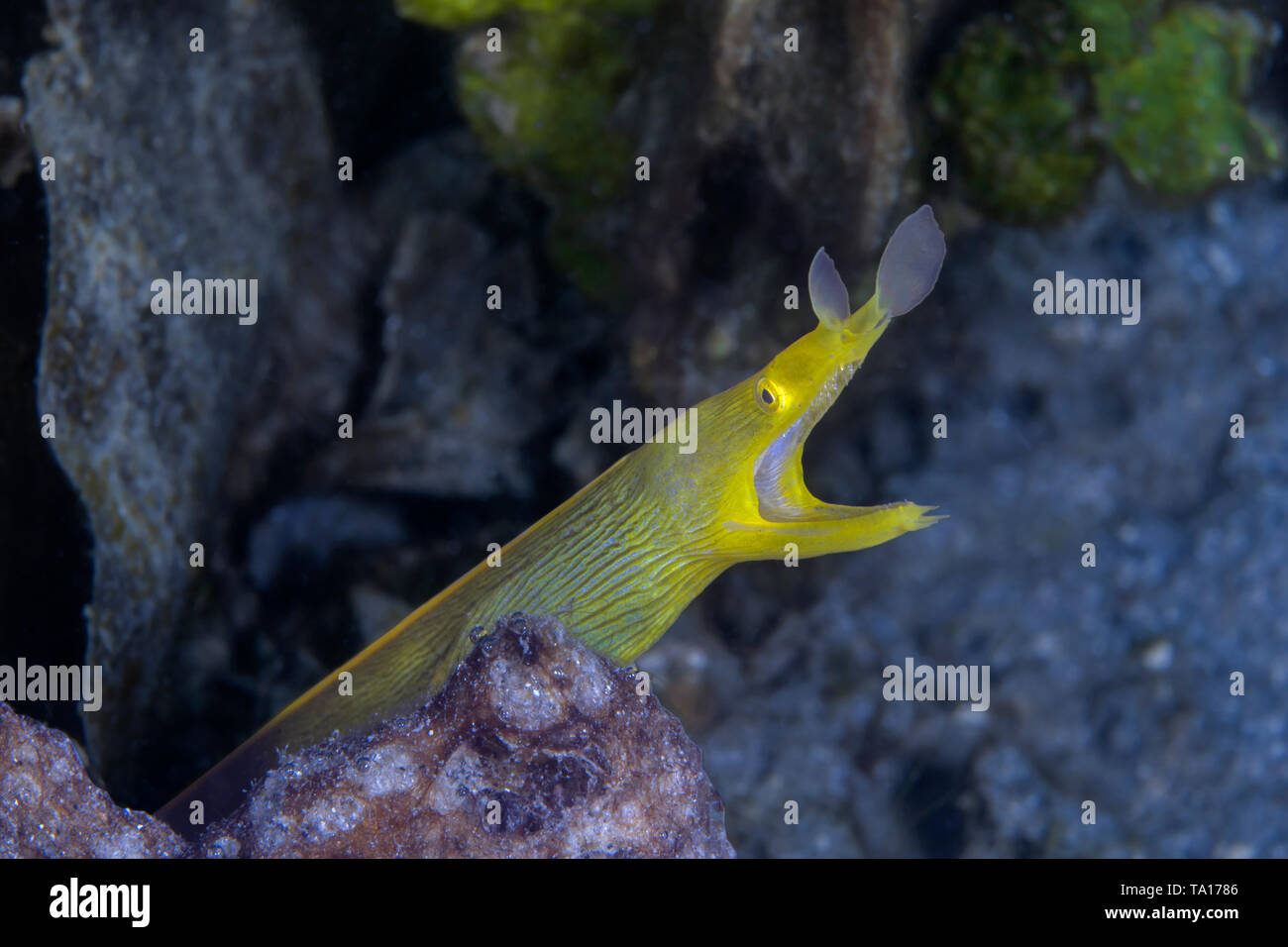 Gelb, Zwischenstufe, Ribbon eel ((Rhinomuraena quaesita) stürzt aus seiner Höhle. Lembeh Straits, Indonesien. Stockfoto