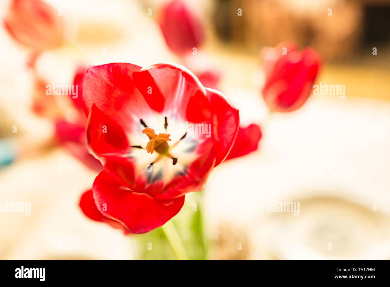 Nahaufnahme einer frischen Blumenstrauß aus Tulpen in Weiß und Rot im Wohnzimmer. Bocke Hintergrund. Flache Tiefenschärfe. Stockfoto