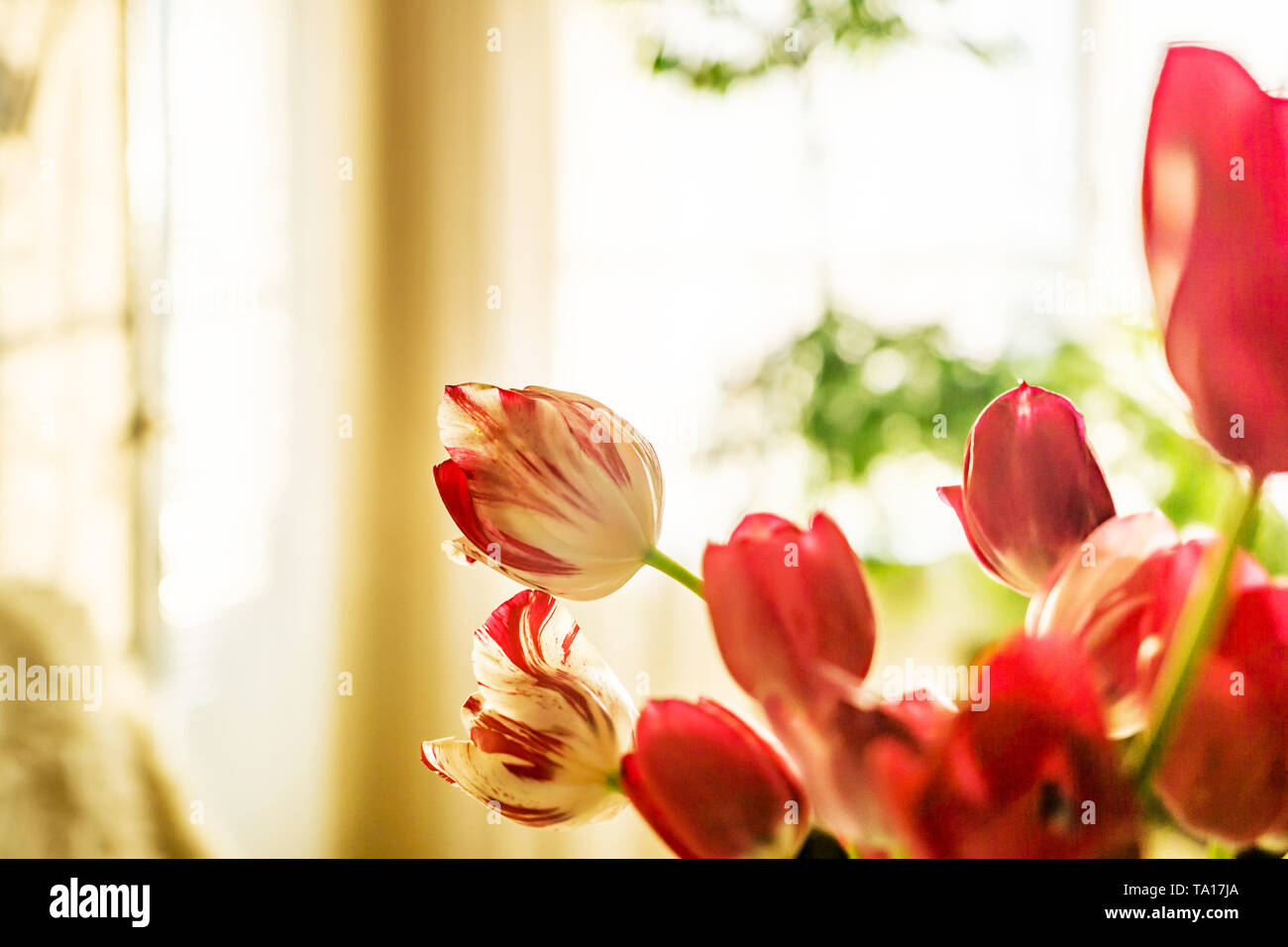 Nahaufnahme einer frischen Blumenstrauß aus Tulpen in Weiß und Rot im Wohnzimmer. Bocke Hintergrund. Flache Tiefenschärfe. Stockfoto