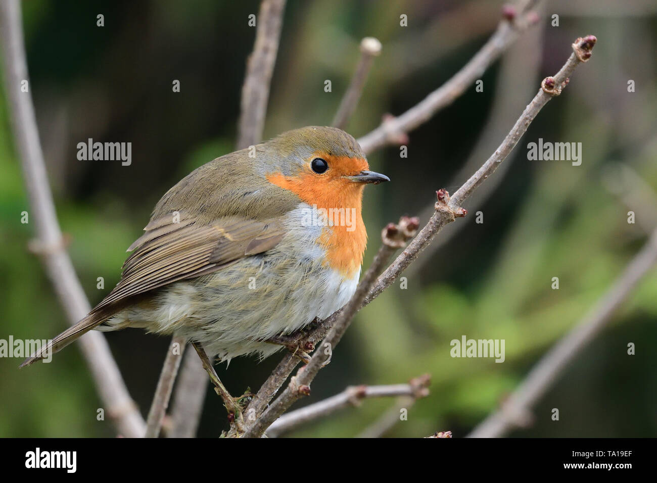 Porträt eines Europäischen Rotkehlchen (erithacus Rubecula) hocken in einer Hecke Stockfoto