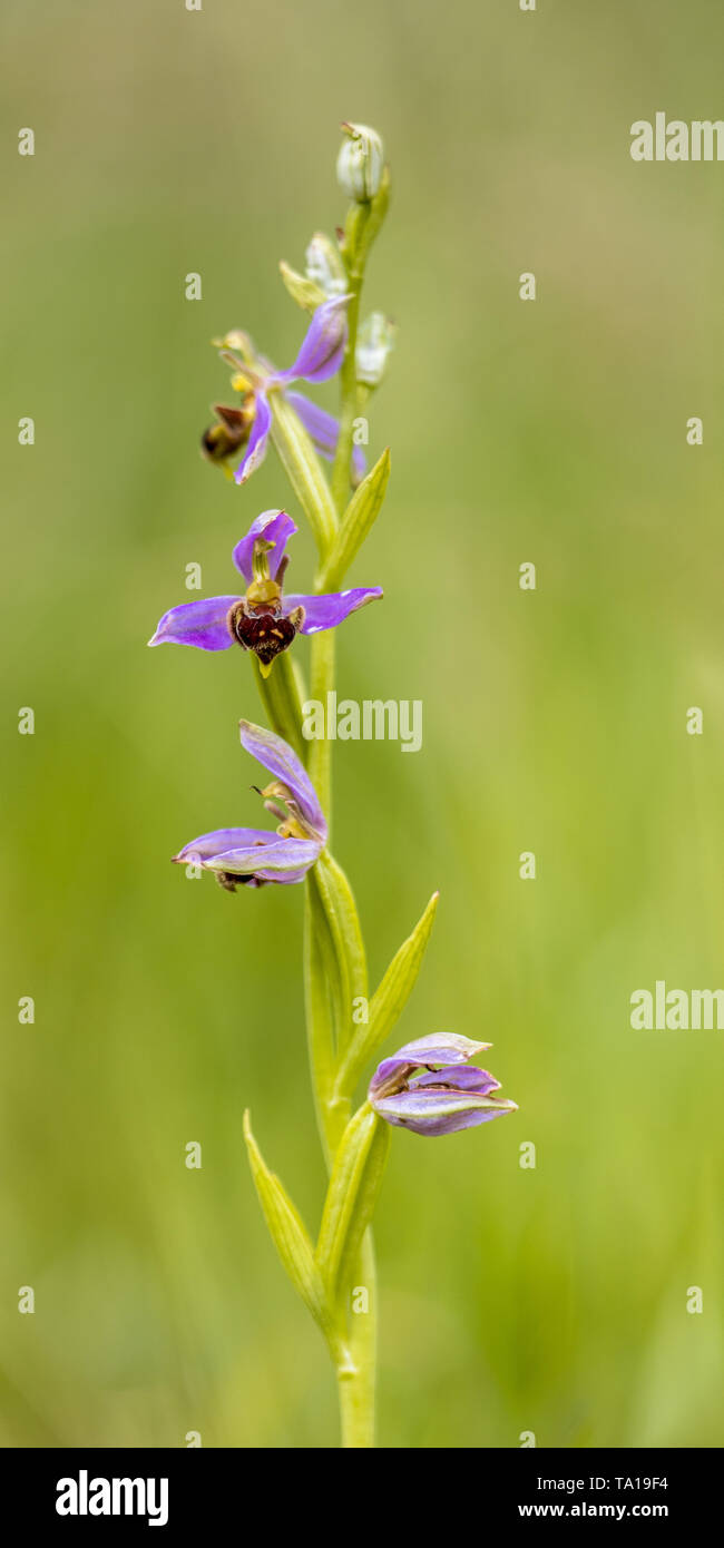 Gruppe der Bienen-ragwurz (Ophrys apifera) rosa Blüten mimicing humblebee Insekten die Blume zu polinate. Auf verschwommenes grün Hintergrund Stockfoto