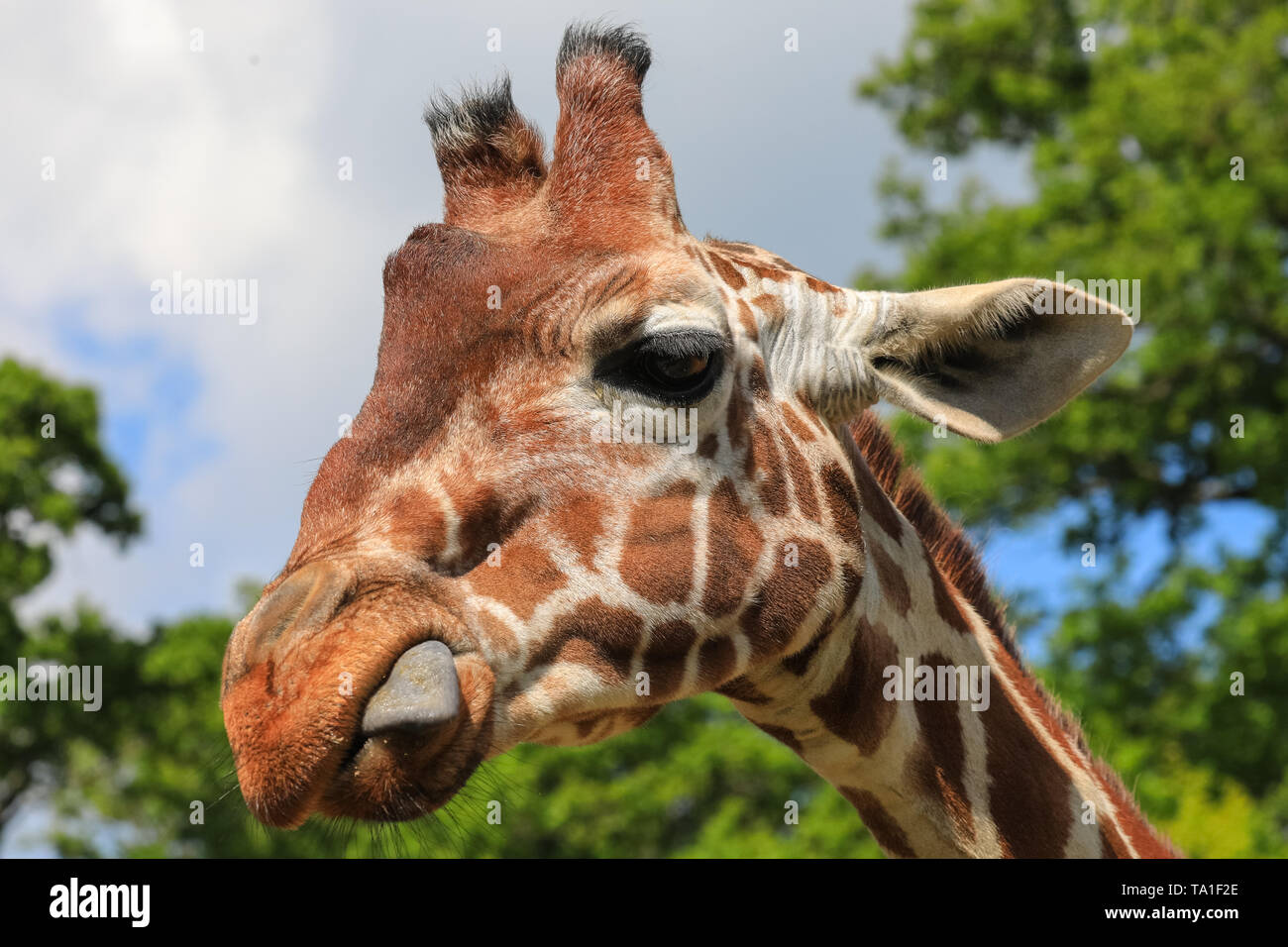 ZSL Whipsnade Zoo, UK - 21. Mai 2019. Eine der Giraffen erscheint Gesichter an Besucher zu ziehen. Das neue Baby Netzgiraffe (Giraffa Camelopardalis reticulata) wurde zum ersten mal Mama und Papa Luna Bashu vor 4 Wochen geboren und erhielt den Namen Khari. Was bedeutet 'König' in Swahili Credit: Imageplotter/Alamy leben Nachrichten Stockfoto