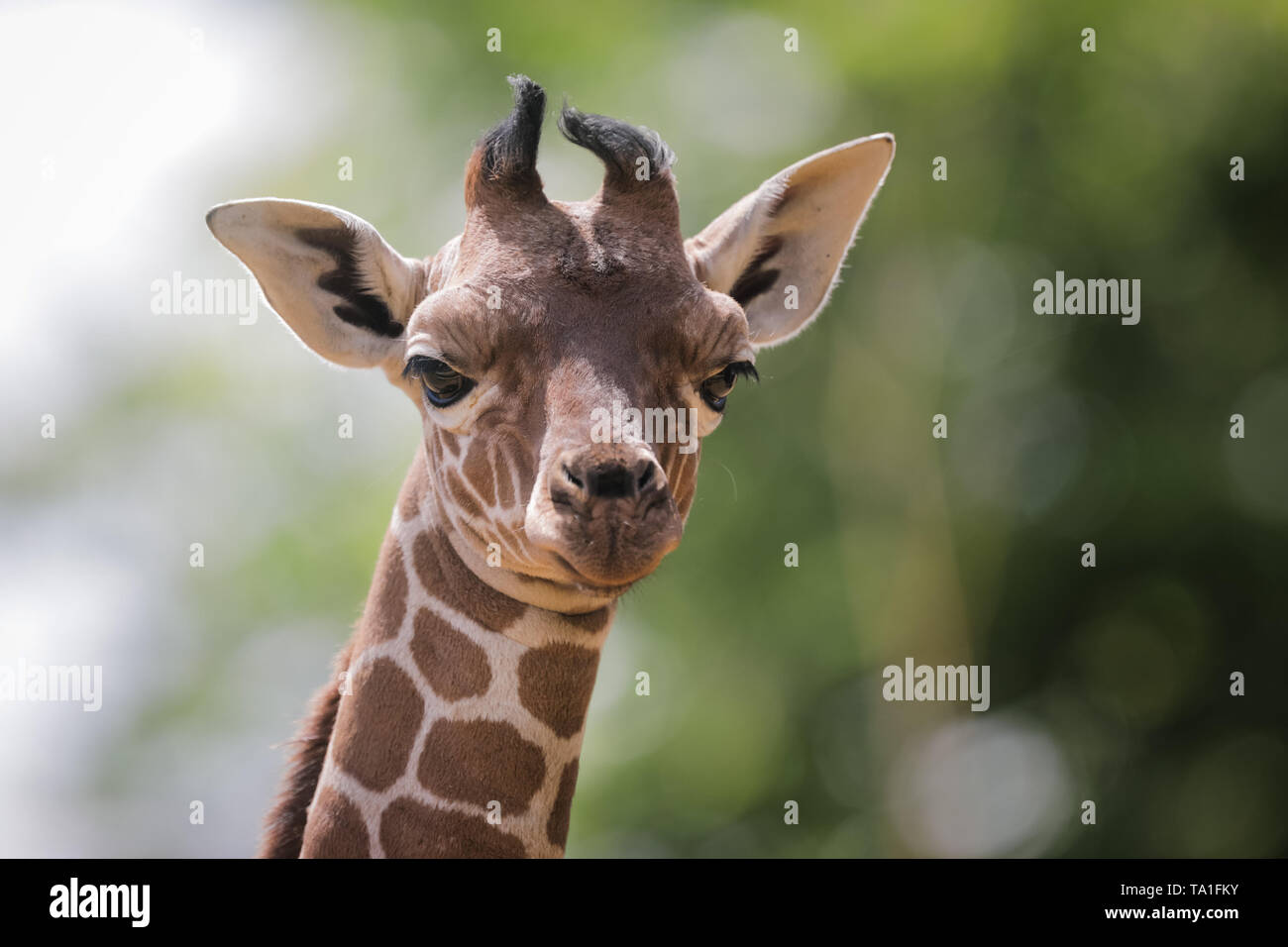 Whipsnade Zoo, UK. 21 Mai, 2019. Vier Wochen alten Baby Giraffe, Khari, genießt eine sonnige Nachmittag am ZSL Whipsnade. Quelle: Chris Aubrey/Alamy leben Nachrichten Stockfoto
