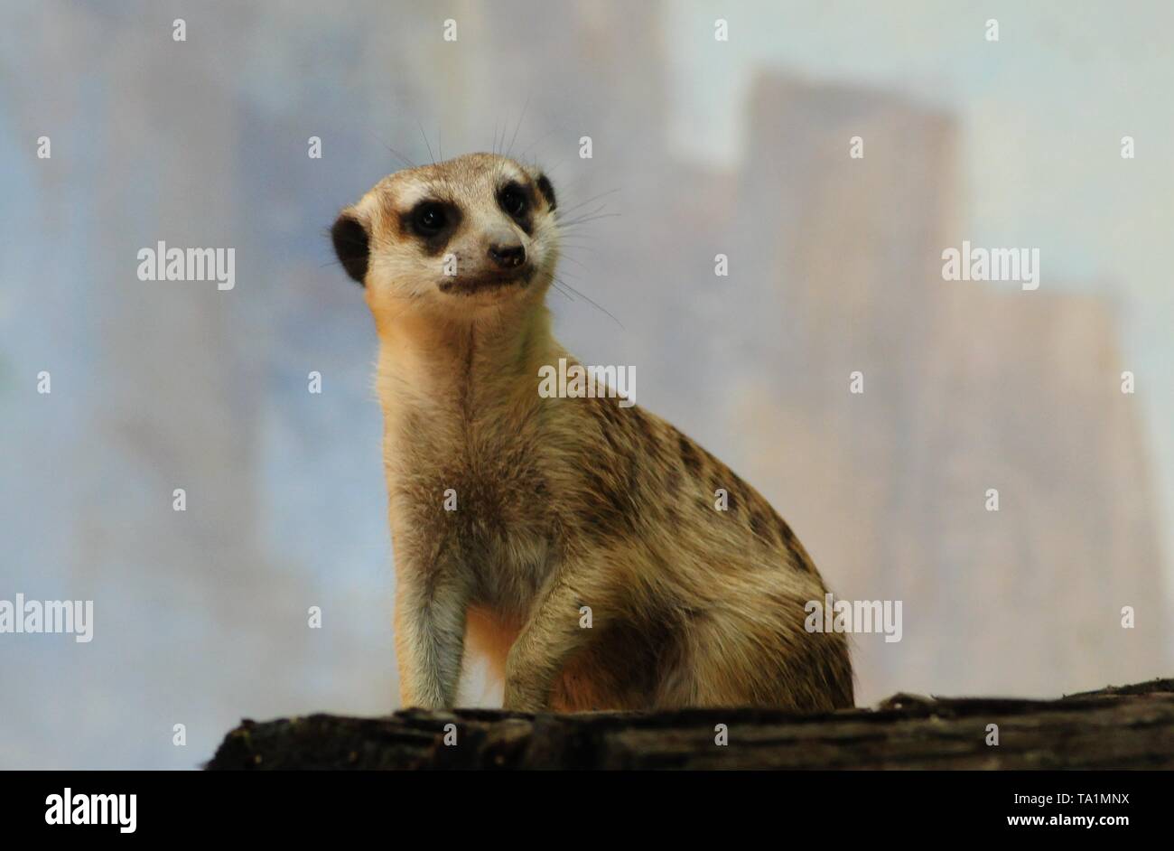 Hangzhou, Hangzhou, China. 22. Mai, 2019. Hangzhou, China - Erdmännchen genießen Sie Sonne an Hangzhou Zoo in Hangzhou, Osten ChinaÃ¢â'¬â"¢s Zhejiang Provinz. Die Erdmännchen (auch bekannt als die Erdmännchen) ist eine kleine Art von Futter Säugetier, das gefunden wird, die in den rauen Bedingungen des offenen und ariden, semi-Wüste im südlichen Afrika. Credit: SIPA Asien/ZUMA Draht/Alamy leben Nachrichten Stockfoto