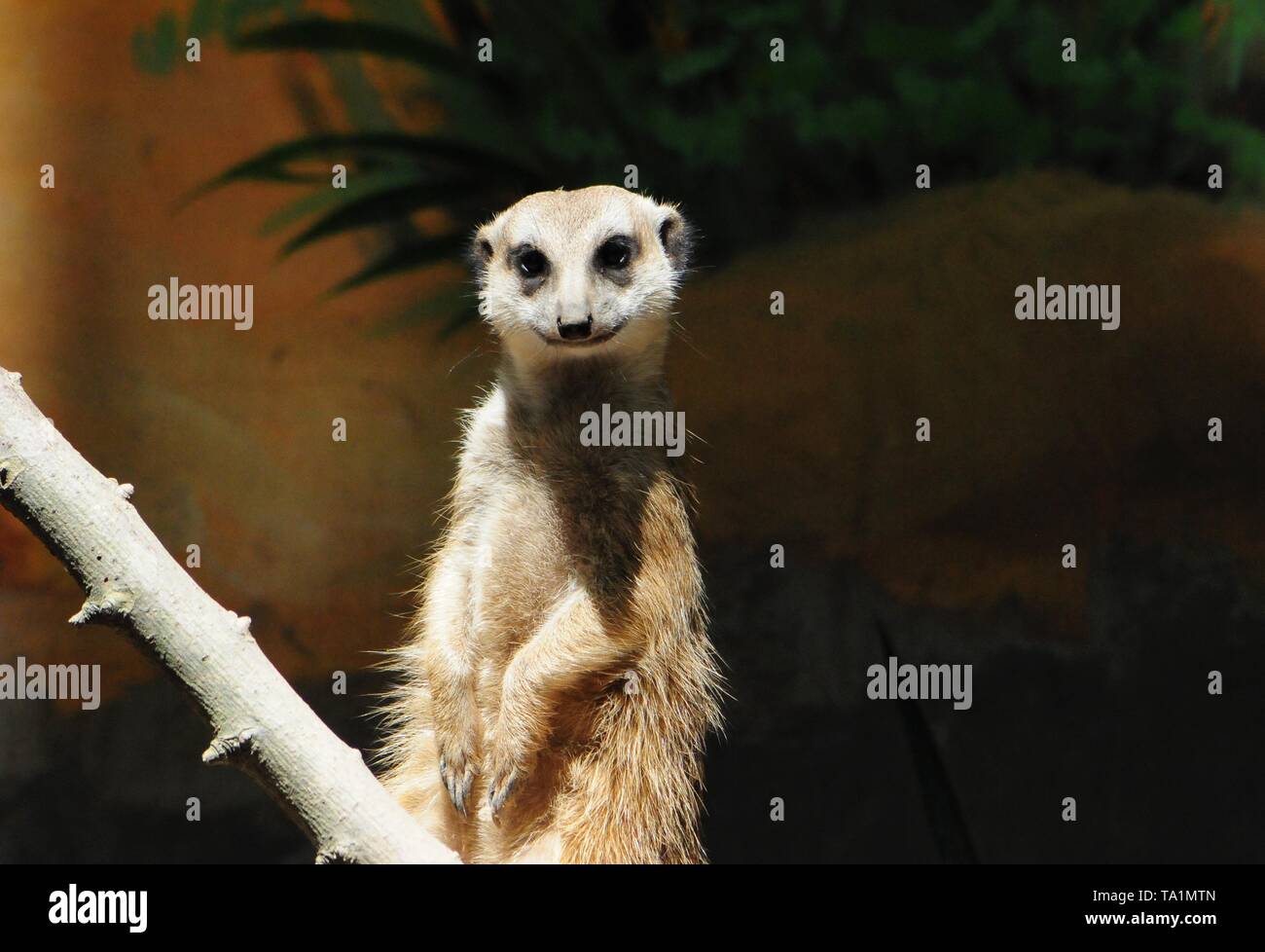 Hangzhou, Hangzhou, China. 22. Mai, 2019. Hangzhou, China - Erdmännchen genießen Sie Sonne an Hangzhou Zoo in Hangzhou, Osten ChinaÃ¢â'¬â"¢s Zhejiang Provinz. Die Erdmännchen (auch bekannt als die Erdmännchen) ist eine kleine Art von Futter Säugetier, das gefunden wird, die in den rauen Bedingungen des offenen und ariden, semi-Wüste im südlichen Afrika. Credit: SIPA Asien/ZUMA Draht/Alamy leben Nachrichten Stockfoto