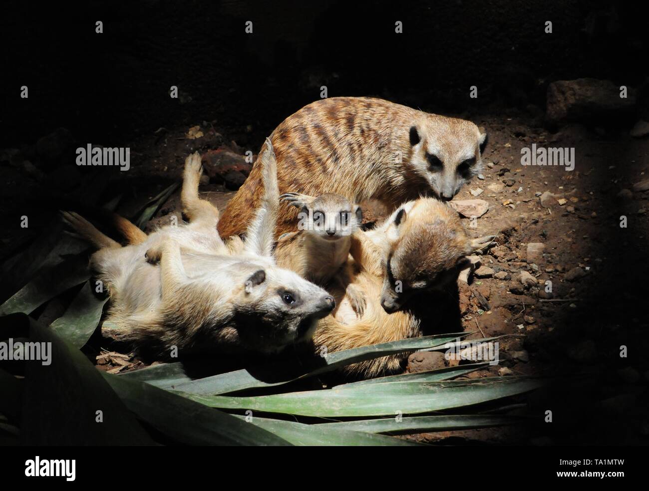Hangzhou, Hangzhou, China. 22. Mai, 2019. Hangzhou, China - Erdmännchen genießen Sie Sonne an Hangzhou Zoo in Hangzhou, Osten ChinaÃ¢â'¬â"¢s Zhejiang Provinz. Die Erdmännchen (auch bekannt als die Erdmännchen) ist eine kleine Art von Futter Säugetier, das gefunden wird, die in den rauen Bedingungen des offenen und ariden, semi-Wüste im südlichen Afrika. Credit: SIPA Asien/ZUMA Draht/Alamy leben Nachrichten Stockfoto