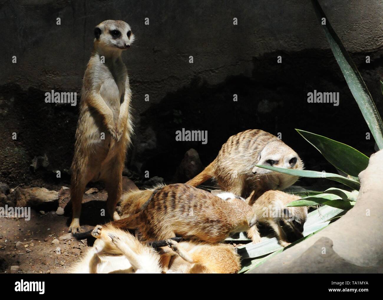 Hangzhou, Hangzhou, China. 22. Mai, 2019. Hangzhou, China - Erdmännchen genießen Sie Sonne an Hangzhou Zoo in Hangzhou, Osten ChinaÃ¢â'¬â"¢s Zhejiang Provinz. Die Erdmännchen (auch bekannt als die Erdmännchen) ist eine kleine Art von Futter Säugetier, das gefunden wird, die in den rauen Bedingungen des offenen und ariden, semi-Wüste im südlichen Afrika. Credit: SIPA Asien/ZUMA Draht/Alamy leben Nachrichten Stockfoto
