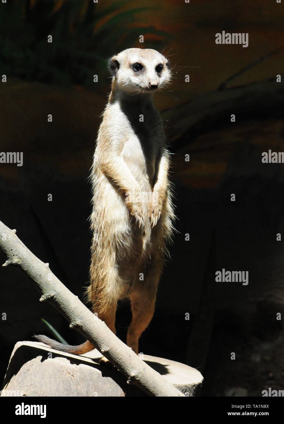 Hangzhou, Hangzhou, China. 22. Mai, 2019. Hangzhou, China - Erdmännchen genießen Sie Sonne an Hangzhou Zoo in Hangzhou, Osten ChinaÃ¢â'¬â"¢s Zhejiang Provinz. Die Erdmännchen (auch bekannt als die Erdmännchen) ist eine kleine Art von Futter Säugetier, das gefunden wird, die in den rauen Bedingungen des offenen und ariden, semi-Wüste im südlichen Afrika. Credit: SIPA Asien/ZUMA Draht/Alamy leben Nachrichten Stockfoto