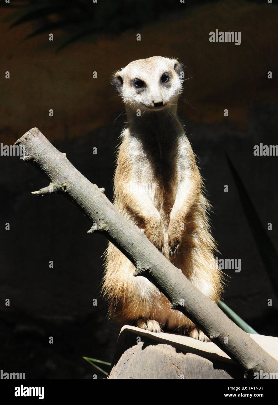 Hangzhou, Hangzhou, China. 22. Mai, 2019. Hangzhou, China - Erdmännchen genießen Sie Sonne an Hangzhou Zoo in Hangzhou, Osten ChinaÃ¢â'¬â"¢s Zhejiang Provinz. Die Erdmännchen (auch bekannt als die Erdmännchen) ist eine kleine Art von Futter Säugetier, das gefunden wird, die in den rauen Bedingungen des offenen und ariden, semi-Wüste im südlichen Afrika. Credit: SIPA Asien/ZUMA Draht/Alamy leben Nachrichten Stockfoto