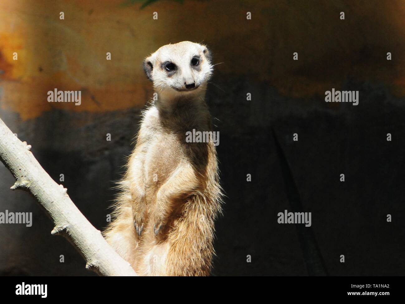 Hangzhou, Hangzhou, China. 22. Mai, 2019. Hangzhou, China - Erdmännchen genießen Sie Sonne an Hangzhou Zoo in Hangzhou, Osten ChinaÃ¢â'¬â"¢s Zhejiang Provinz. Die Erdmännchen (auch bekannt als die Erdmännchen) ist eine kleine Art von Futter Säugetier, das gefunden wird, die in den rauen Bedingungen des offenen und ariden, semi-Wüste im südlichen Afrika. Credit: SIPA Asien/ZUMA Draht/Alamy leben Nachrichten Stockfoto