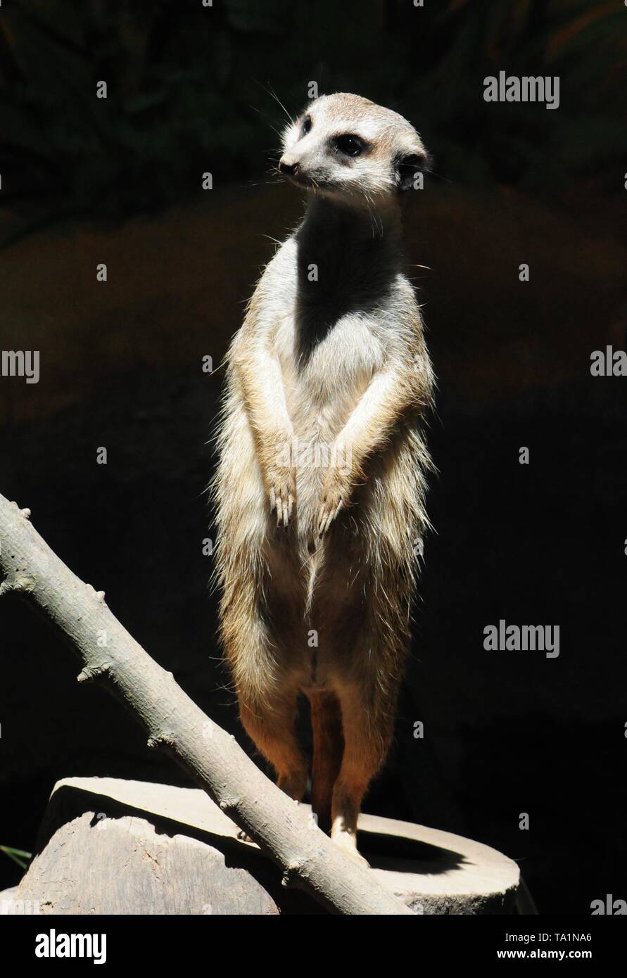 Hangzhou, Hangzhou, China. 22. Mai, 2019. Hangzhou, China - Erdmännchen genießen Sie Sonne an Hangzhou Zoo in Hangzhou, Osten ChinaÃ¢â'¬â"¢s Zhejiang Provinz. Die Erdmännchen (auch bekannt als die Erdmännchen) ist eine kleine Art von Futter Säugetier, das gefunden wird, die in den rauen Bedingungen des offenen und ariden, semi-Wüste im südlichen Afrika. Credit: SIPA Asien/ZUMA Draht/Alamy leben Nachrichten Stockfoto