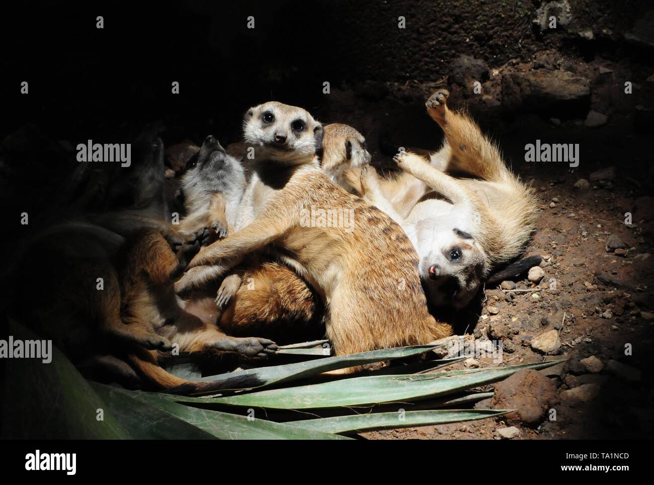 Hangzhou, Hangzhou, China. 22. Mai, 2019. Hangzhou, China - Erdmännchen genießen Sie Sonne an Hangzhou Zoo in Hangzhou, Osten ChinaÃ¢â'¬â"¢s Zhejiang Provinz. Die Erdmännchen (auch bekannt als die Erdmännchen) ist eine kleine Art von Futter Säugetier, das gefunden wird, die in den rauen Bedingungen des offenen und ariden, semi-Wüste im südlichen Afrika. Credit: SIPA Asien/ZUMA Draht/Alamy leben Nachrichten Stockfoto