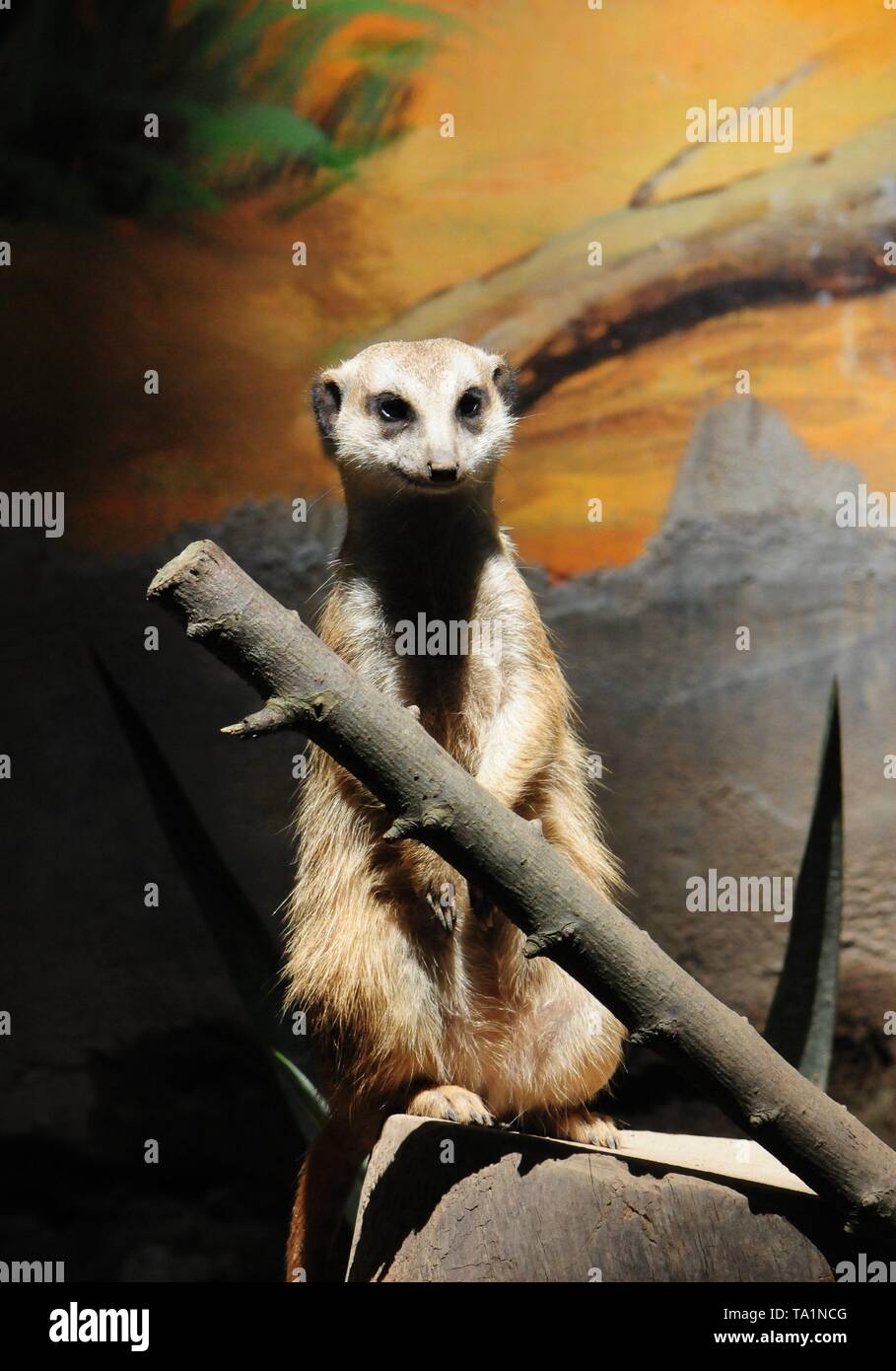 Hangzhou, Hangzhou, China. 22. Mai, 2019. Hangzhou, China - Erdmännchen genießen Sie Sonne an Hangzhou Zoo in Hangzhou, Osten ChinaÃ¢â'¬â"¢s Zhejiang Provinz. Die Erdmännchen (auch bekannt als die Erdmännchen) ist eine kleine Art von Futter Säugetier, das gefunden wird, die in den rauen Bedingungen des offenen und ariden, semi-Wüste im südlichen Afrika. Credit: SIPA Asien/ZUMA Draht/Alamy leben Nachrichten Stockfoto