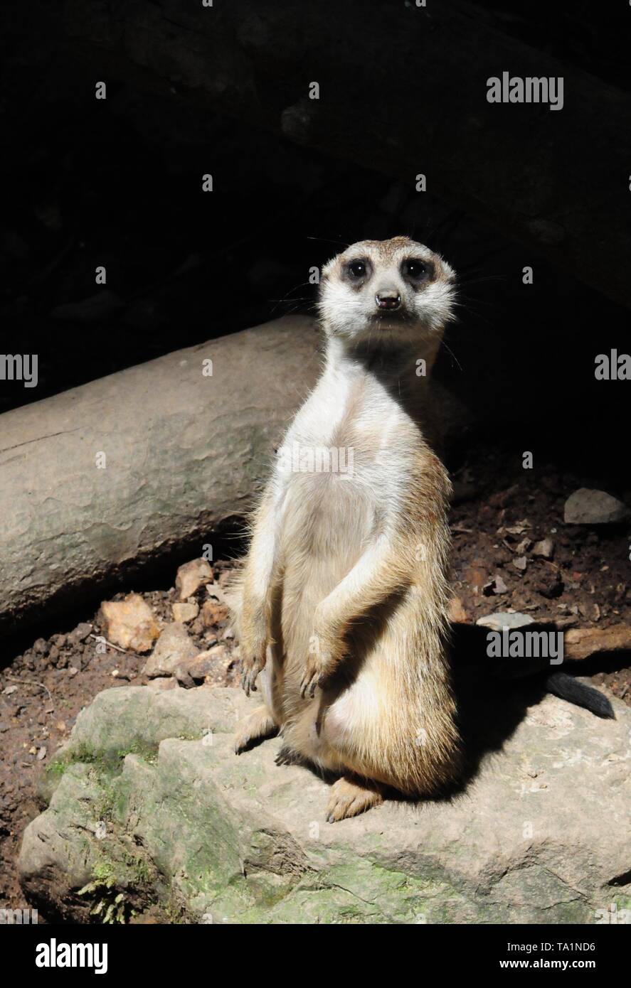 Hangzhou, Hangzhou, China. 22. Mai, 2019. Hangzhou, China - Erdmännchen genießen Sie Sonne an Hangzhou Zoo in Hangzhou, Osten ChinaÃ¢â'¬â"¢s Zhejiang Provinz. Die Erdmännchen (auch bekannt als die Erdmännchen) ist eine kleine Art von Futter Säugetier, das gefunden wird, die in den rauen Bedingungen des offenen und ariden, semi-Wüste im südlichen Afrika. Credit: SIPA Asien/ZUMA Draht/Alamy leben Nachrichten Stockfoto