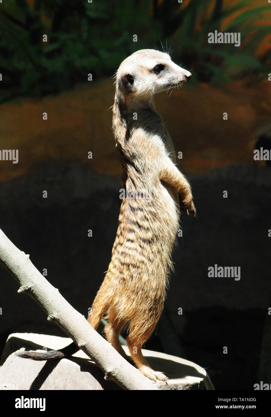 Hangzhou, Hangzhou, China. 22. Mai, 2019. Hangzhou, China - Erdmännchen genießen Sie Sonne an Hangzhou Zoo in Hangzhou, Osten ChinaÃ¢â'¬â"¢s Zhejiang Provinz. Die Erdmännchen (auch bekannt als die Erdmännchen) ist eine kleine Art von Futter Säugetier, das gefunden wird, die in den rauen Bedingungen des offenen und ariden, semi-Wüste im südlichen Afrika. Credit: SIPA Asien/ZUMA Draht/Alamy leben Nachrichten Stockfoto