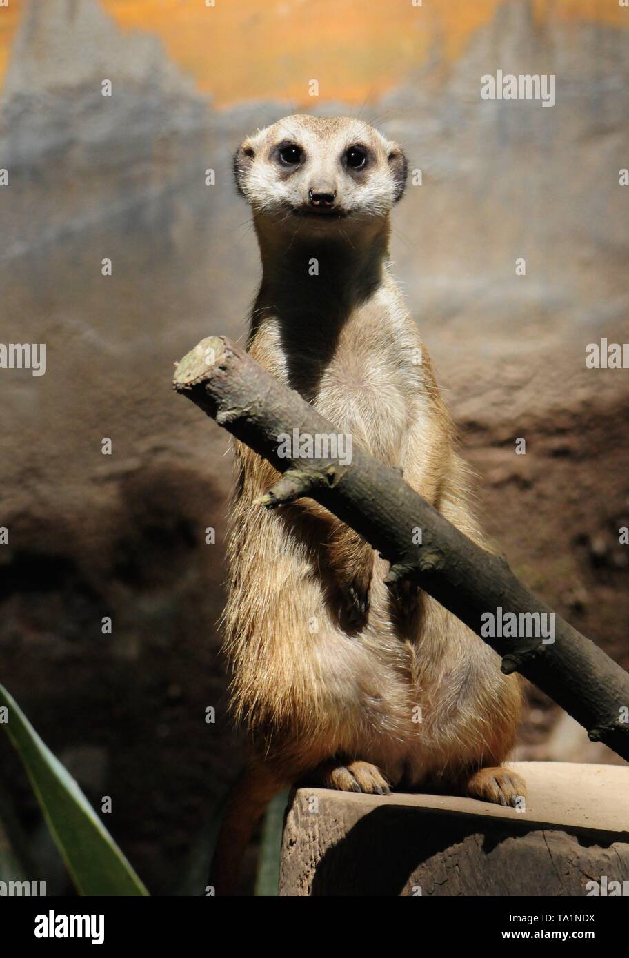 Hangzhou, Hangzhou, China. 22. Mai, 2019. Hangzhou, China - Erdmännchen genießen Sie Sonne an Hangzhou Zoo in Hangzhou, Osten ChinaÃ¢â'¬â"¢s Zhejiang Provinz. Die Erdmännchen (auch bekannt als die Erdmännchen) ist eine kleine Art von Futter Säugetier, das gefunden wird, die in den rauen Bedingungen des offenen und ariden, semi-Wüste im südlichen Afrika. Credit: SIPA Asien/ZUMA Draht/Alamy leben Nachrichten Stockfoto