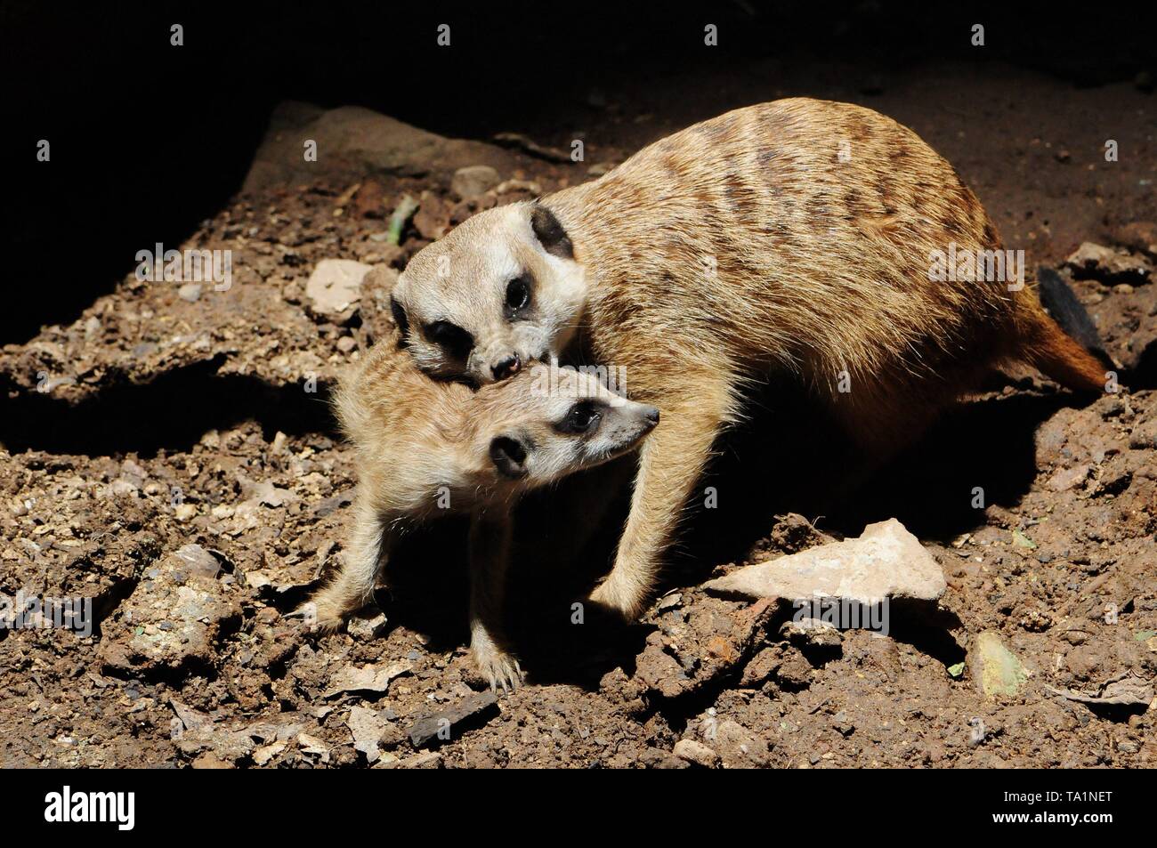 Hangzhou, Hangzhou, China. 22. Mai, 2019. Hangzhou, China - Erdmännchen genießen Sie Sonne an Hangzhou Zoo in Hangzhou, Osten ChinaÃ¢â'¬â"¢s Zhejiang Provinz. Die Erdmännchen (auch bekannt als die Erdmännchen) ist eine kleine Art von Futter Säugetier, das gefunden wird, die in den rauen Bedingungen des offenen und ariden, semi-Wüste im südlichen Afrika. Credit: SIPA Asien/ZUMA Draht/Alamy leben Nachrichten Stockfoto