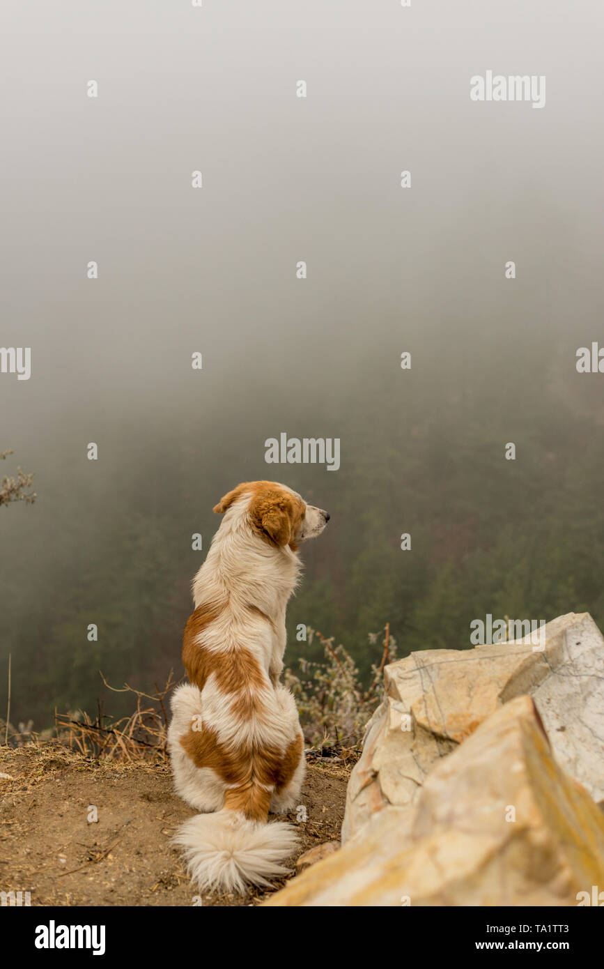 Nebel im Himalaya - Hund in den Bergen - Indien Stockfoto