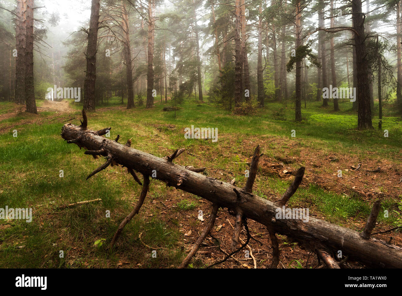 Frühling in Misty regnerischen Wald Stockfoto