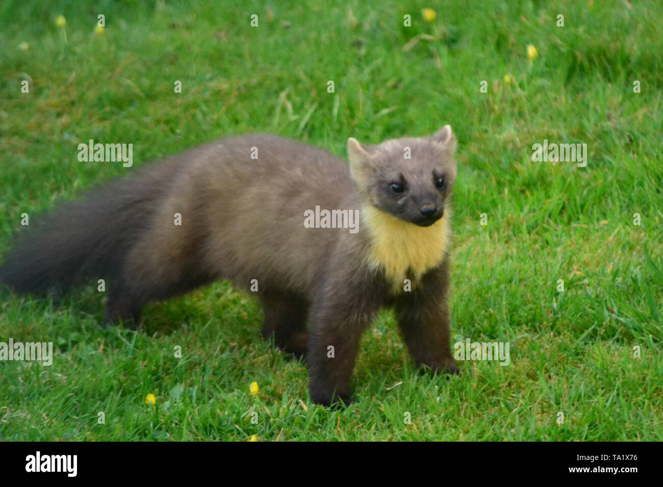 Ein Marder Besuch einer Cottage Garden in Letterfearn, Schottland Stockfoto