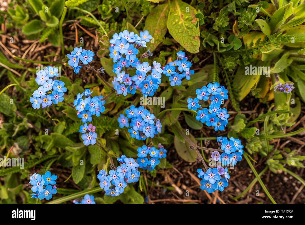 Myosotis alpestris (Alpine Vergiss mich nicht) Spring Mountain Blume Stockfoto