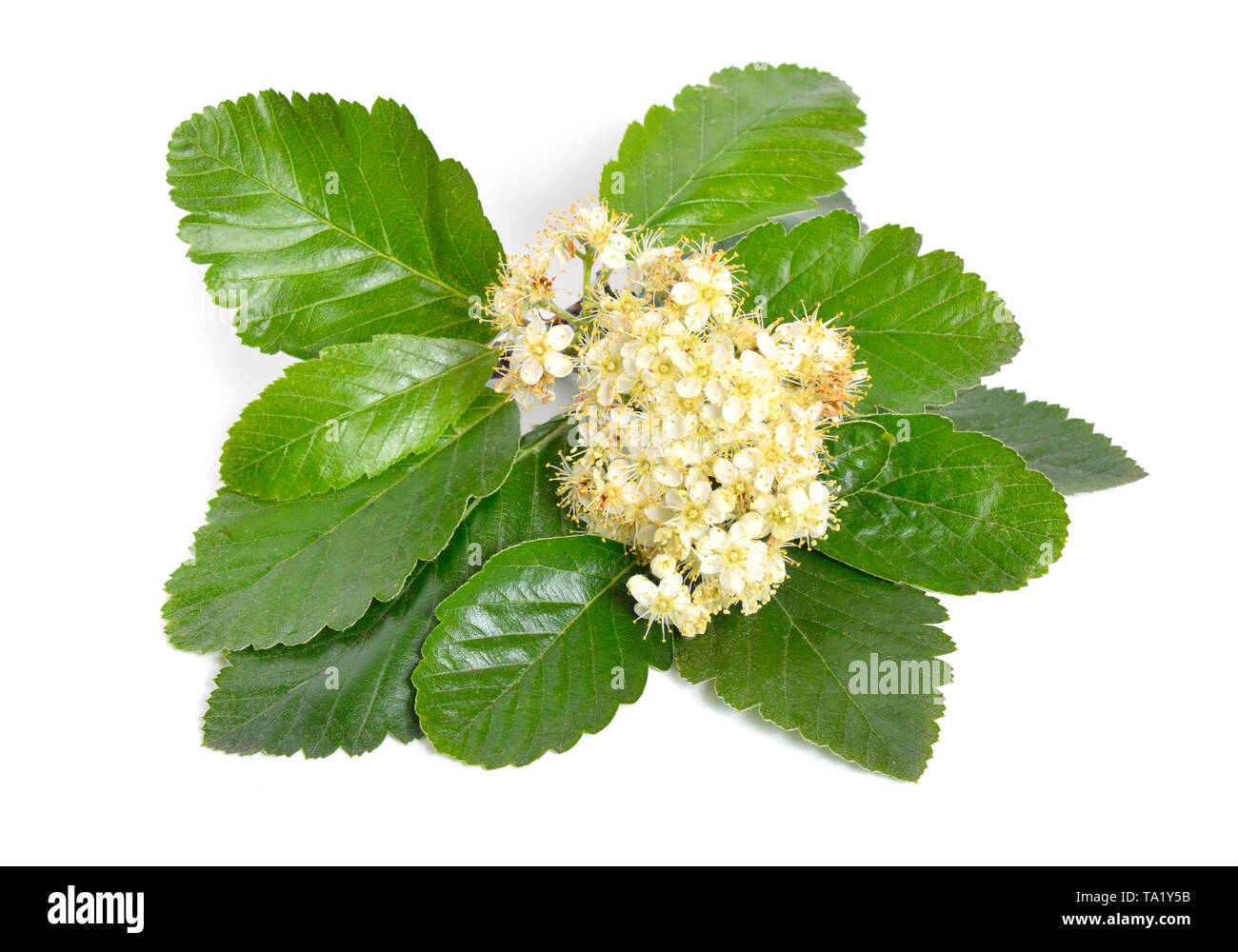 Blühende Sorbus isoliert auf weißem Hintergrund. Stockfoto