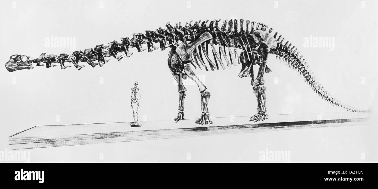 Skelett eines Brontosaurus und menschliches Skelett im New York Museum of Natural History. Stockfoto