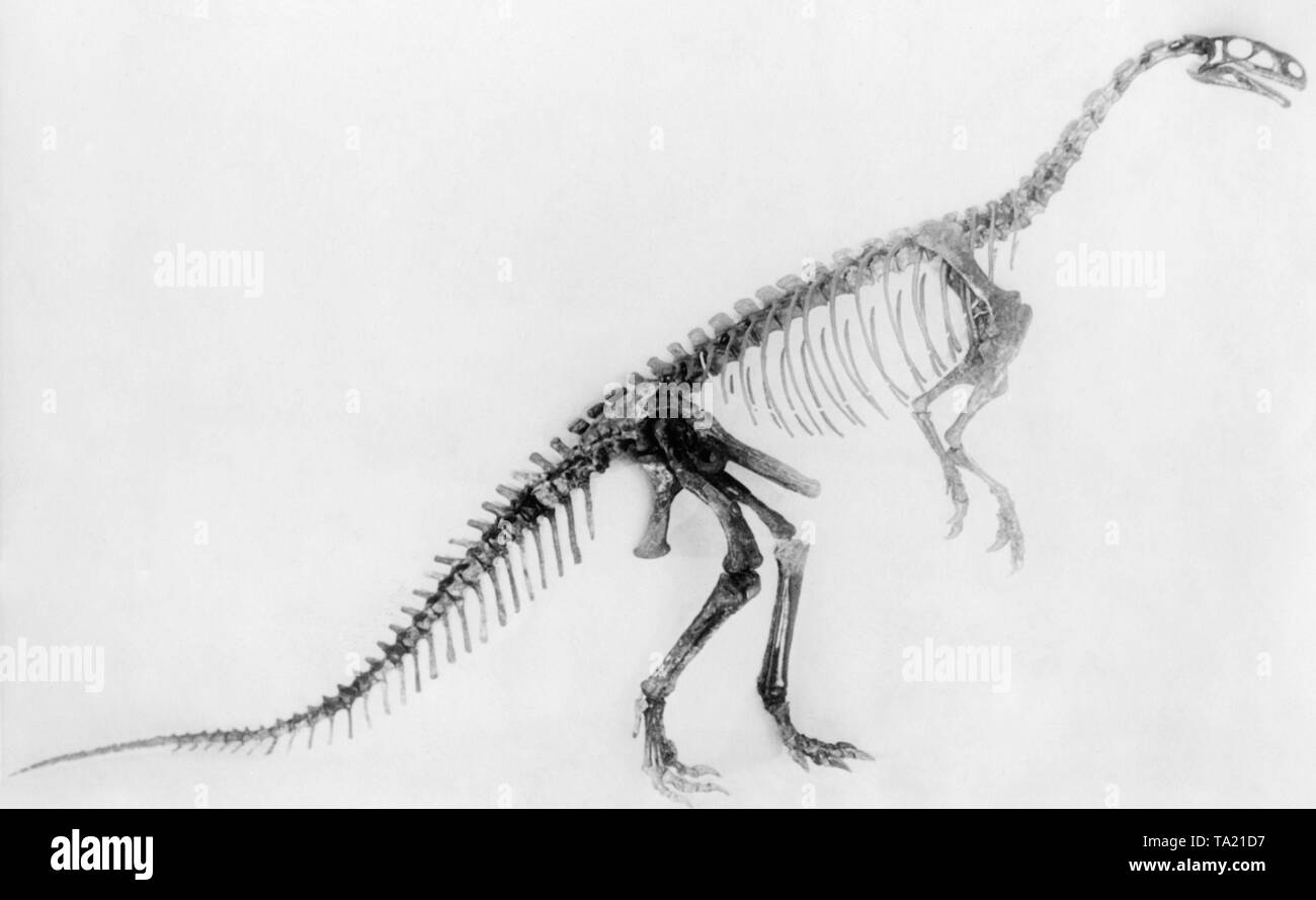 Dieses Foto zeigt die zusammengesetzte Skelett eines Plateosaurus an der Harvard Institut für Vergleichende Zoologie ausgestellt. Im Jahr 1932 war dies das älteste entdeckte Dinosaurier Skelett, er lebte vor 160 Millionen Jahren. Stockfoto