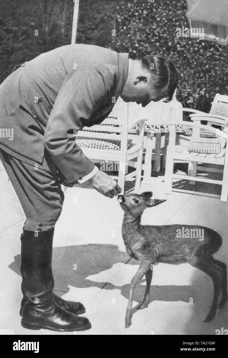 Adolf Hitler spielen mit einem rehkitz im Berghof auf dem Obersalzberg. Stockfoto