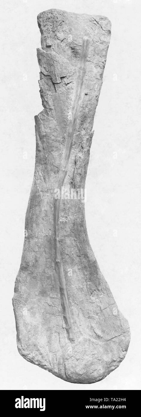 Diese Knochen eines Camarasaurus, im Field Columbian Museum in Chicago ausgestellt, im Jahr 1903 war die größte Knochen bis dahin gefunden. Stockfoto