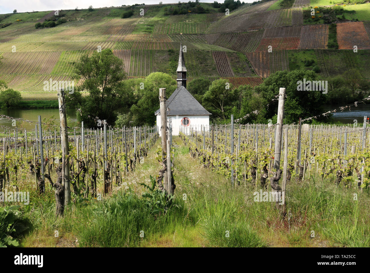 Die Weinberge von Riesling Reben im Moseltal mit traditionellen Gebäude im Hintergrund Stockfoto