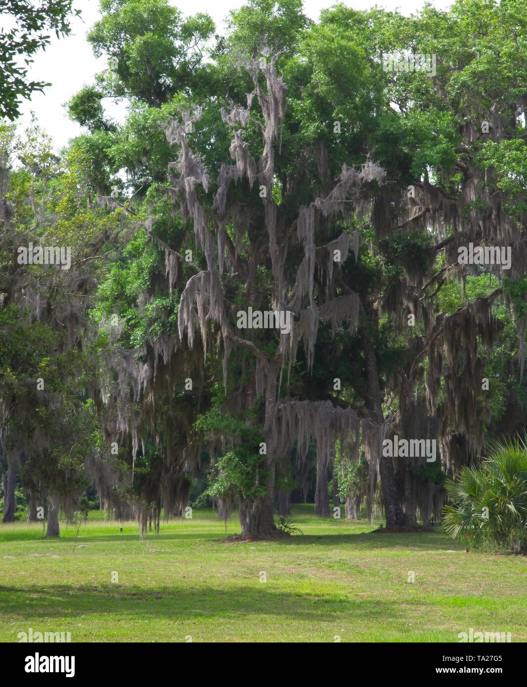 Braun Moos in Grüner Baum Stockfoto