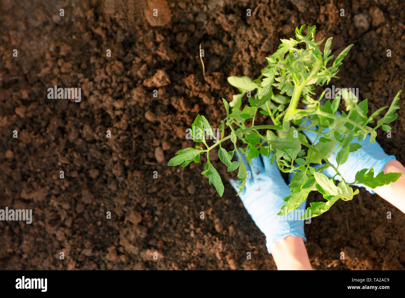 Die Frau Hände pflanzen Tomate Sämlinge im Gewächshaus. Organisches Im Garten arbeiten und Wachstum Konzept Stockfoto