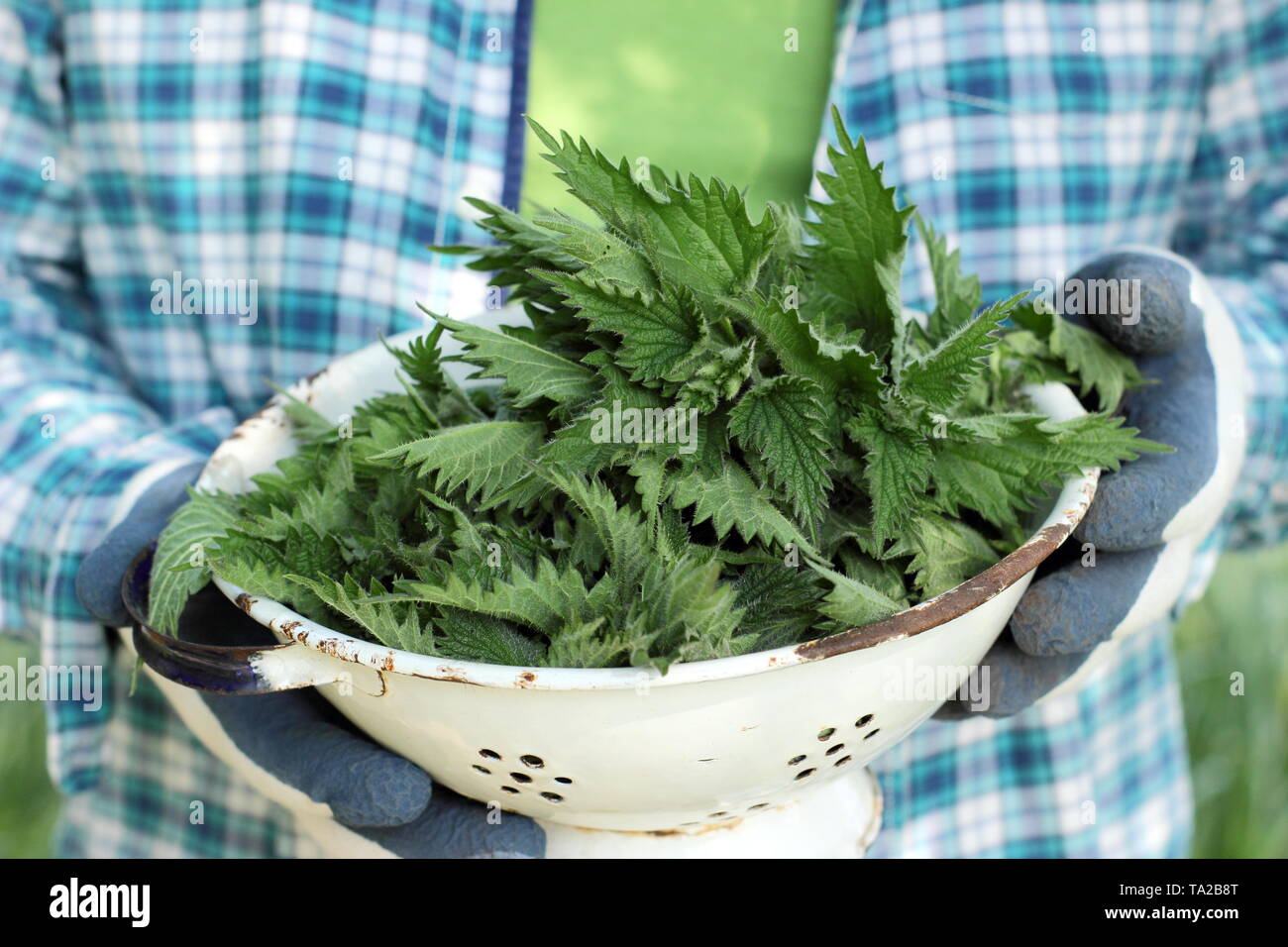 Urtica dioica. Frisch gepflückte Brennnesseln für die Verwendung in der Küche und als Pflanze Dünger-UK Stockfoto