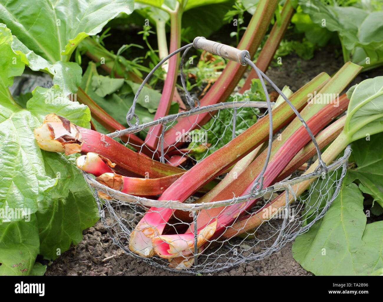 Rheum rhabarbarum. Frisch geerntete Rhabarber in einem Drahtkorb-UK Garten Stockfoto