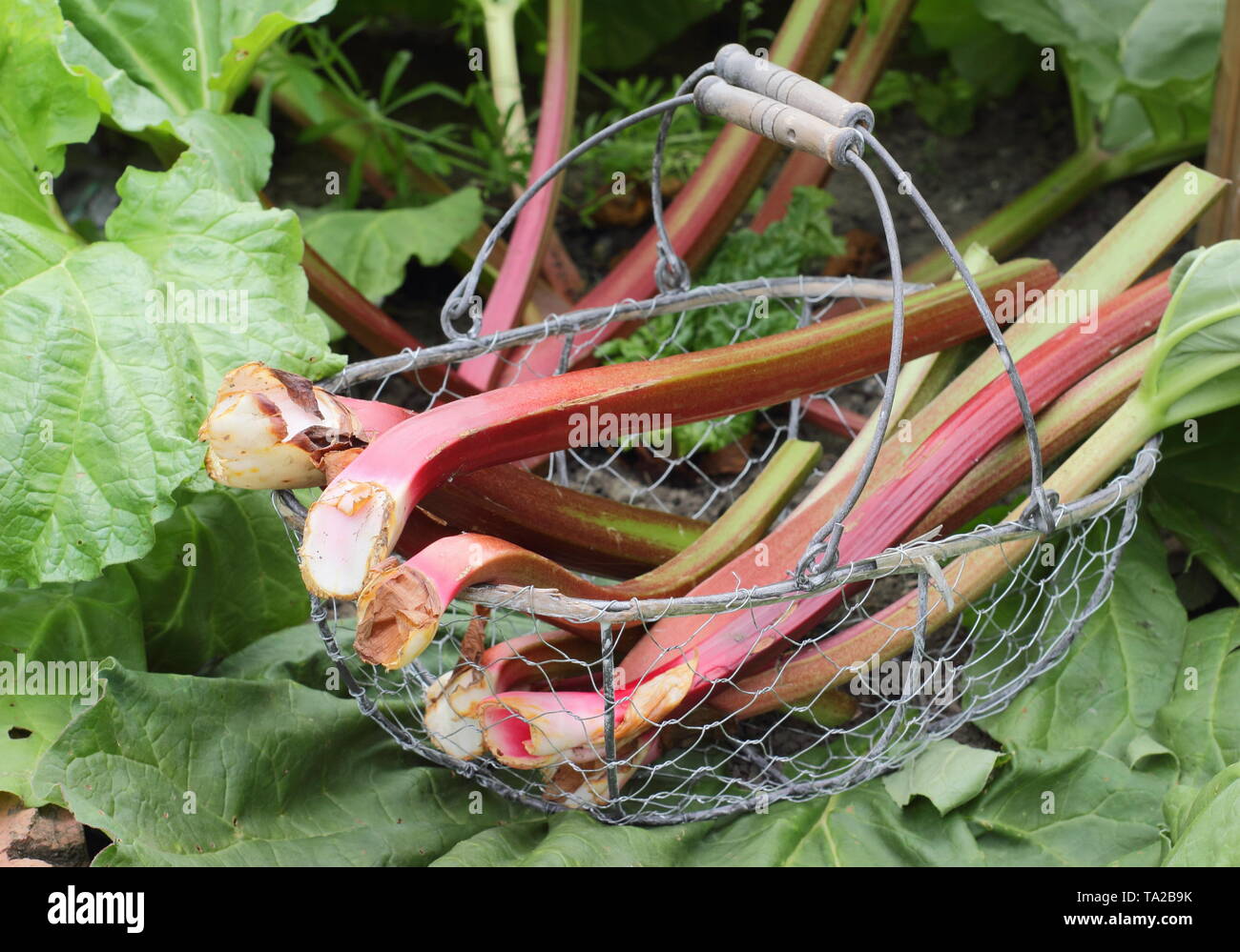 Rheum rhabarbarum. Frisch geerntete Rhabarber in einem Drahtkorb-UK Garten Stockfoto