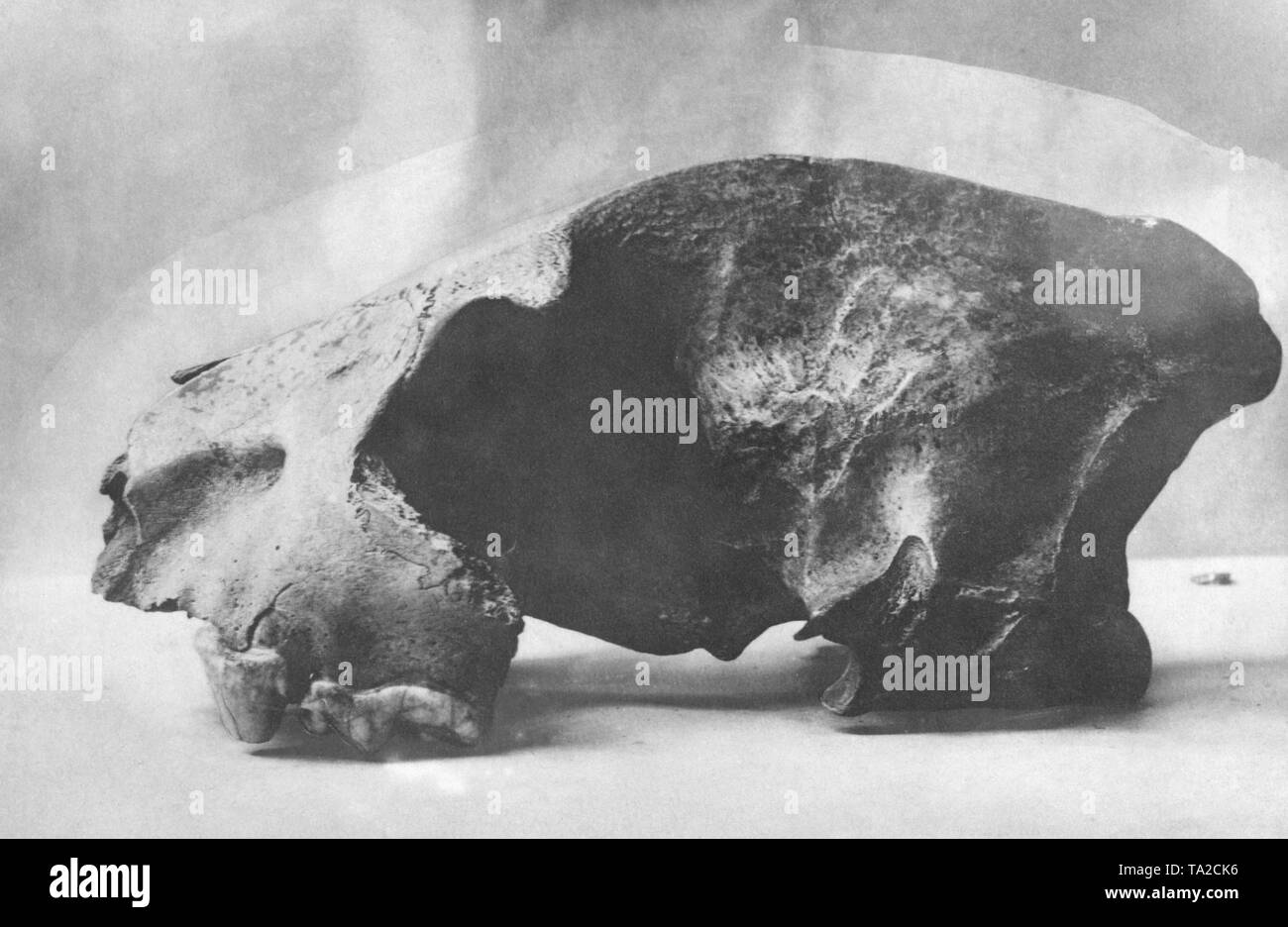 Prähistorischen Bewohner - unter anderem auch die Dinosaurier. Stockfoto